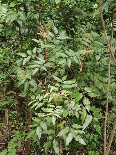 Decatropis bicolor, photographed by Liliana Ramírez-Freire