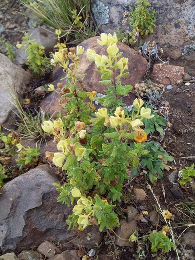 Calceolaria parviflora, photographed by Humber Alberto
