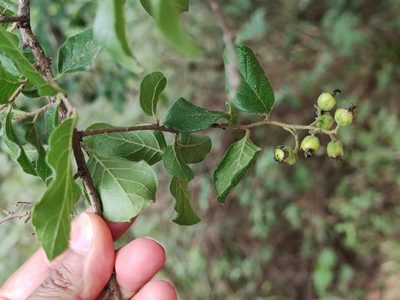 Ehretia anacua