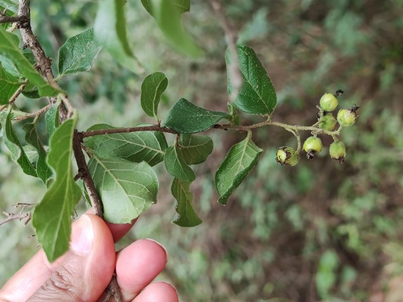 Ehretia anacua, photographed by Liliana Ramírez-Freire