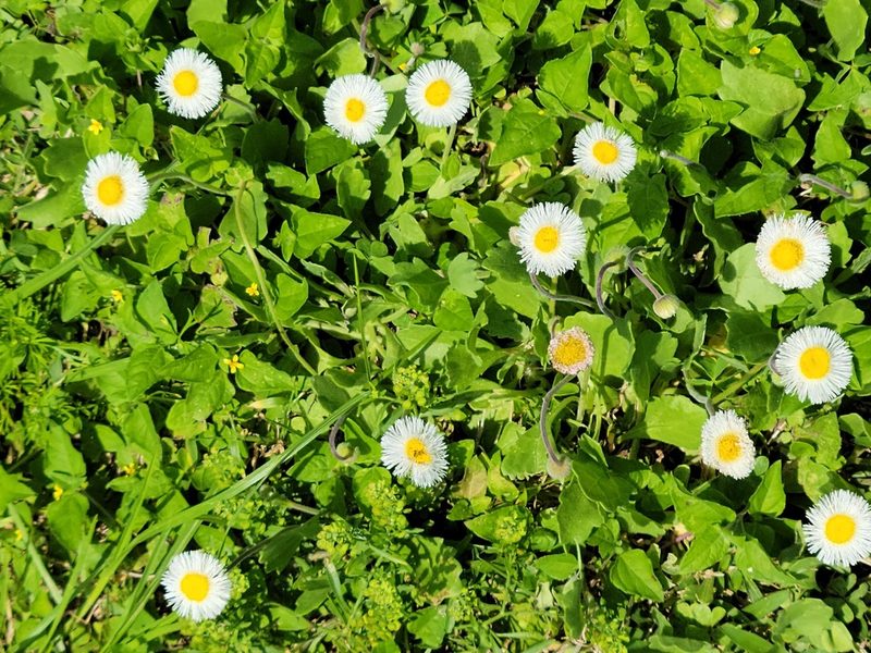 Erigeron procumbens, photographed by johnyochum