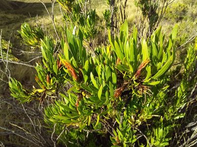 Mutisia orbignyana, photographed by Humber Alberto