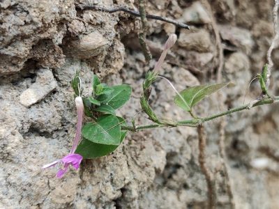 Justicia pilosella, photographed by Liliana Ramírez-Freire