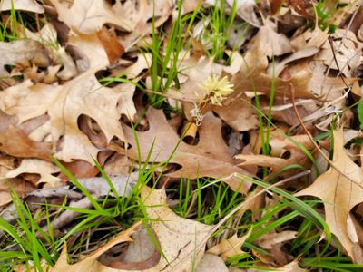 Carex pensylvanica, photographed by Andrea Wallace