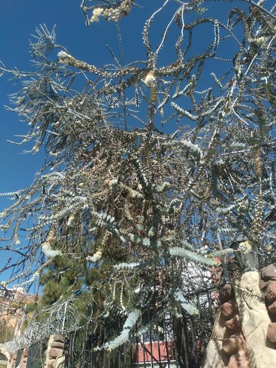 Eucalyptus pulverulenta, photographed by Alfredo F. Fuentes Claros