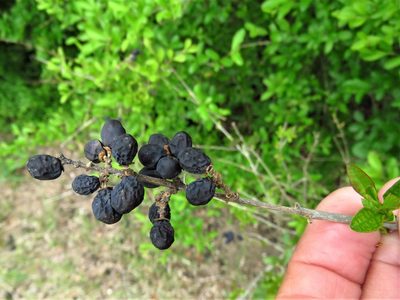 Ligustrum quihoui, photographed by Annika Lindqvist