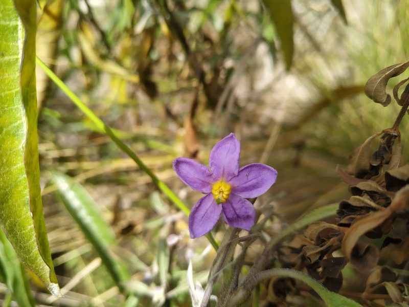 Solanum nitidum, photographed by Mariela Nicole Crespo Carrazana