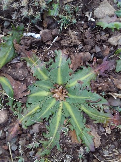 Hypochaeris meyeniana, photographed by Humber Alberto