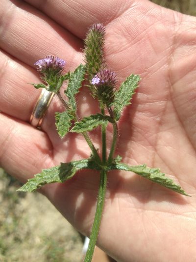 Verbena hispida, photographed by Alfredo F. Fuentes Claros