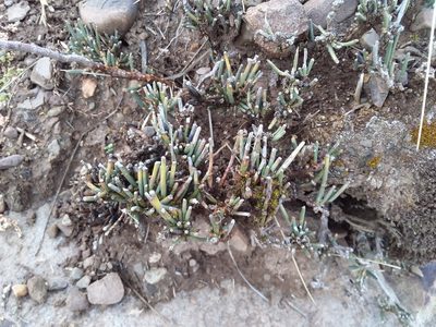 Ephedra rupestris, photographed by Humber Alberto