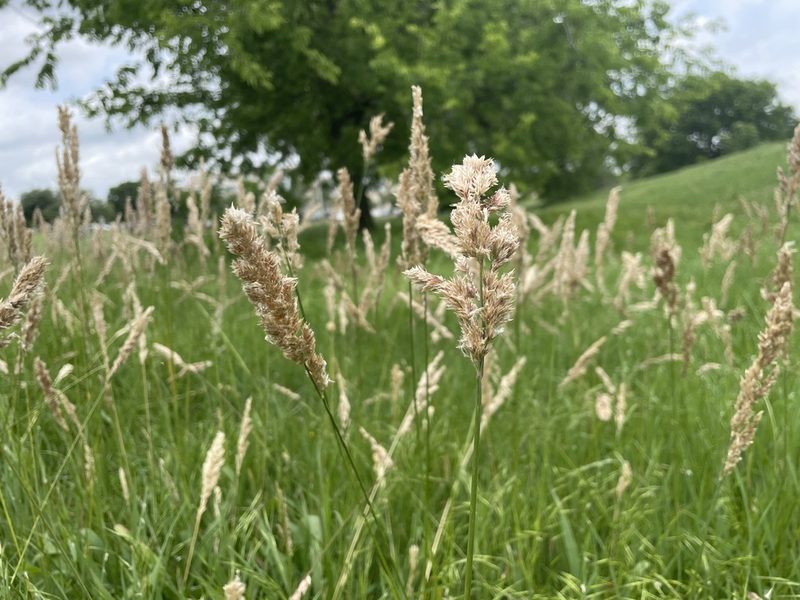 Poa arachnifera, photographed by Ian