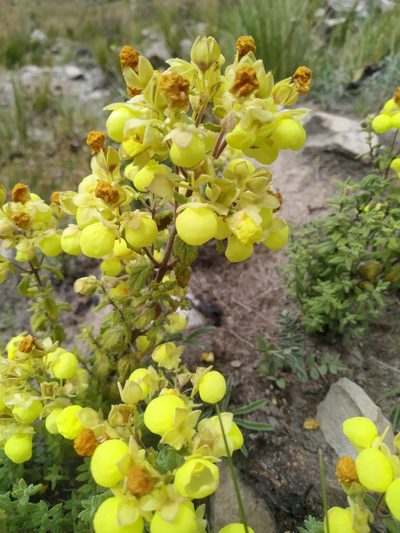 Calceolaria parvifolia, photographed by Mariela Nicole Crespo Carrazana