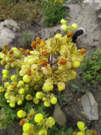 Calceolaria parvifolia, photographed by Mariela Nicole Crespo Carrazana