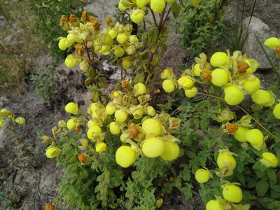 Calceolaria parvifolia, photographed by Mariela Nicole Crespo Carrazana