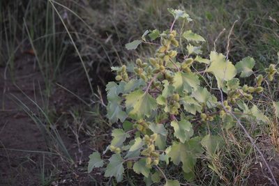 Xanthium strumarium, photographed by ferferrari