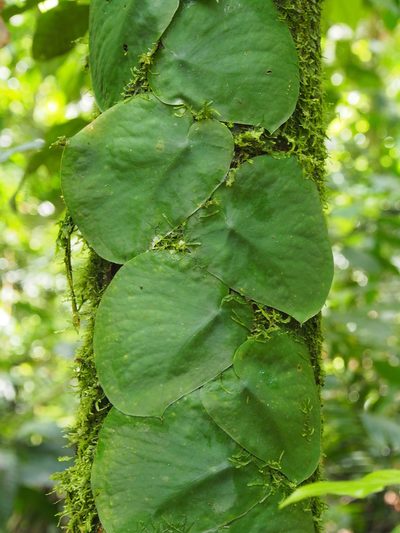 Monstera tenuis, photographed by Lena Struwe
