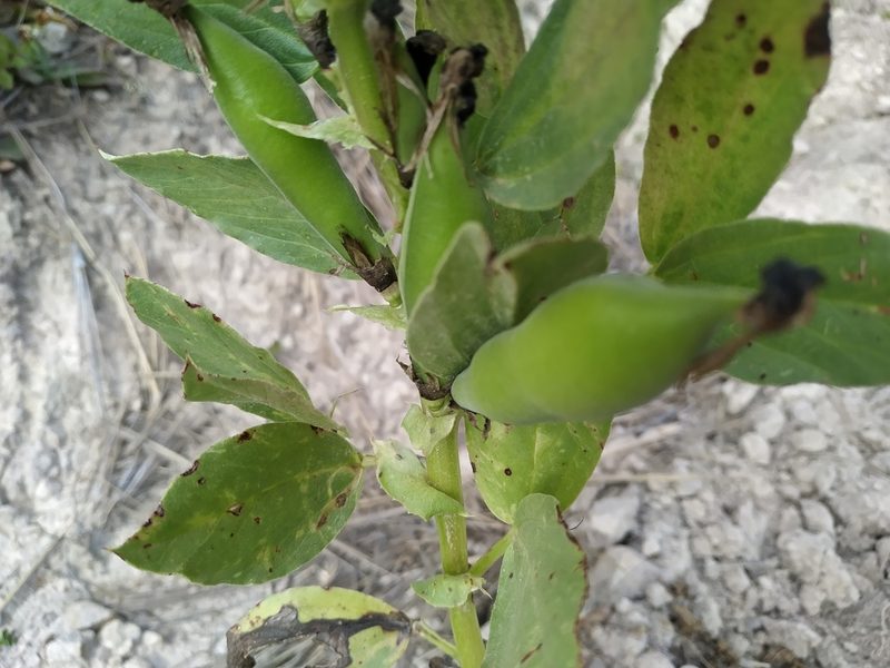 Vicia faba, photographed by Mariela Nicole Crespo Carrazana
