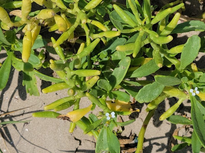Cakile lanceolata, photographed by johnyochum