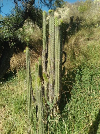 Corryocactus melanotrichus, photographed by Alfredo F. Fuentes Claros