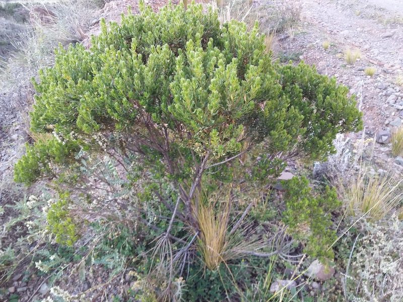 Baccharis papillosa, photographed by Humber Alberto
