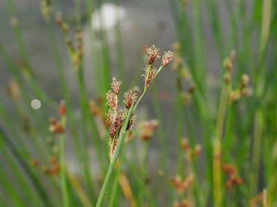 Schoenoplectus tabernaemontani, photographed by Jacy Chen
