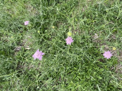 Scabiosa atropurpurea, photographed by Ian