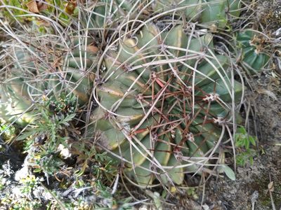 Lobivia pentlandii, photographed by Mariela Nicole Crespo Carrazana