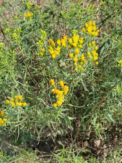 Isocoma drummondii, photographed by johnyochum