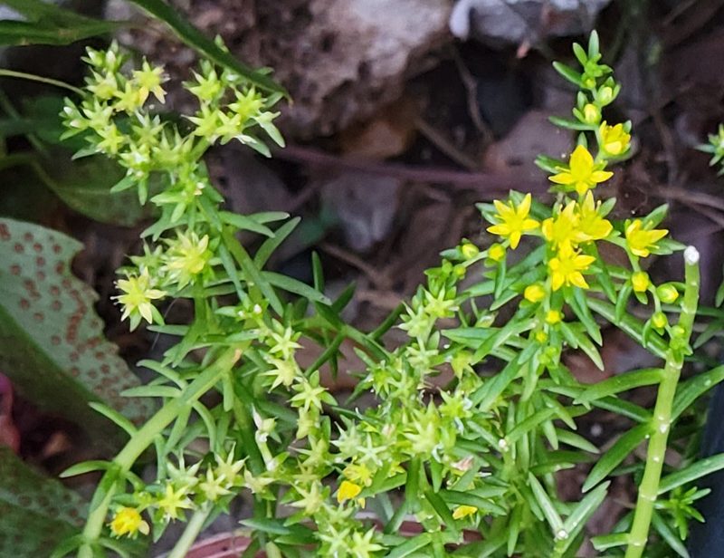 Sedum mexicanum, photographed by johnyochum