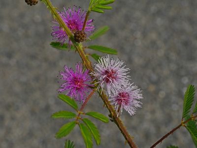 Mimosa diplotricha, photographed by Jacy Chen