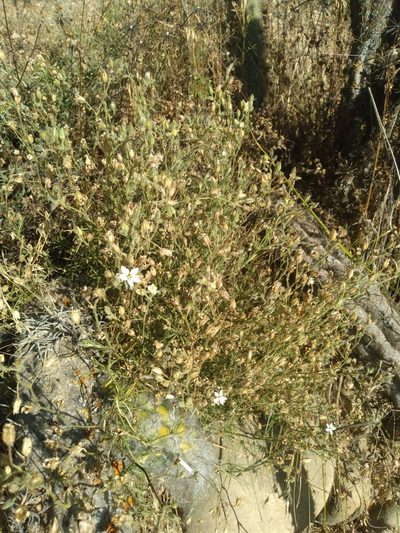 Spergularia pazensis, photographed by Alfredo F. Fuentes Claros