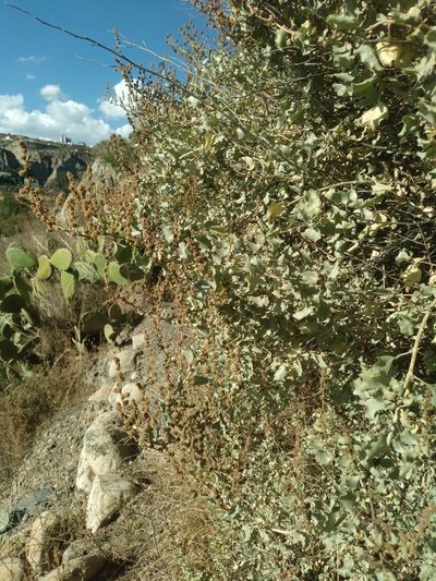 Atriplex rusbyi, photographed by Alfredo F. Fuentes Claros