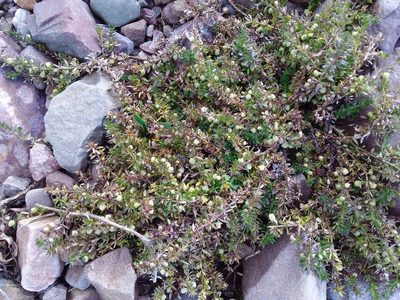 Trichogalium corymbosum, photographed by Humber Alberto