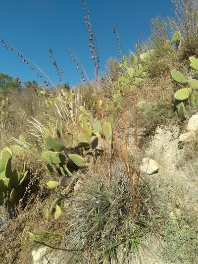Puya cochabambensis, photographed by Alfredo F. Fuentes Claros