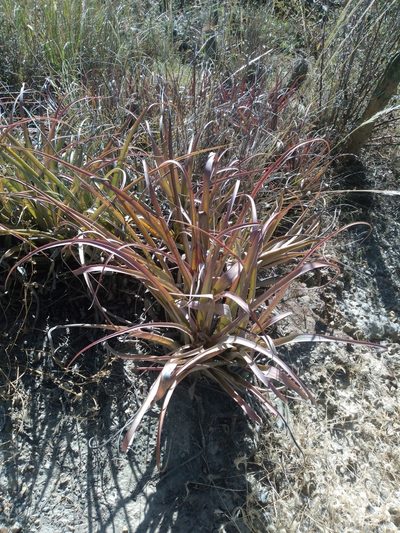 Tillandsia sphaerocephala, photographed by Alfredo F. Fuentes Claros