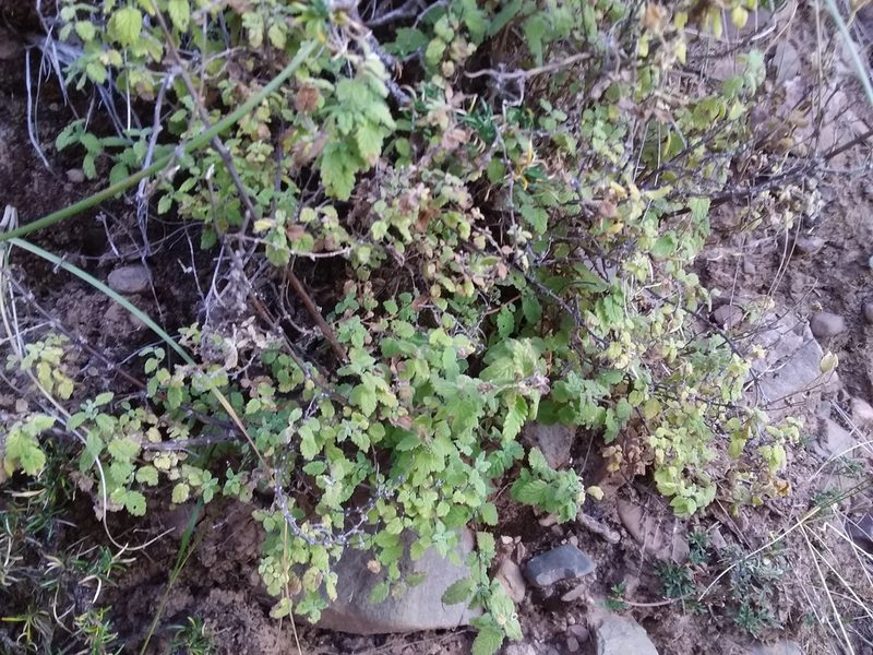 Calceolaria parviflora, photographed by Humber Alberto