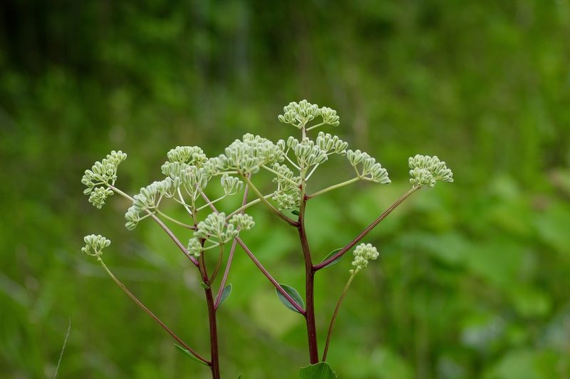 Arnoglossum plantagineum, photographed by Michelle W. （鍾偉瑋）