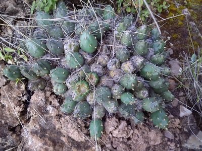 Cumulopuntia boliviana, photographed by Humber Alberto