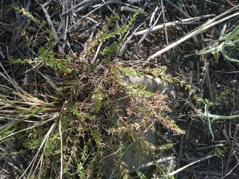 Trichogalium corymbosum, photographed by Alfredo F. Fuentes Claros
