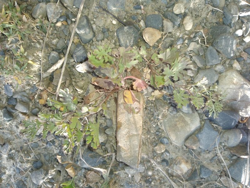Ipomoea plummerae, photographed by Alfredo F. Fuentes Claros