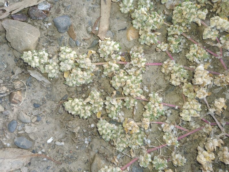 Guilleminea densa, photographed by Alfredo F. Fuentes Claros