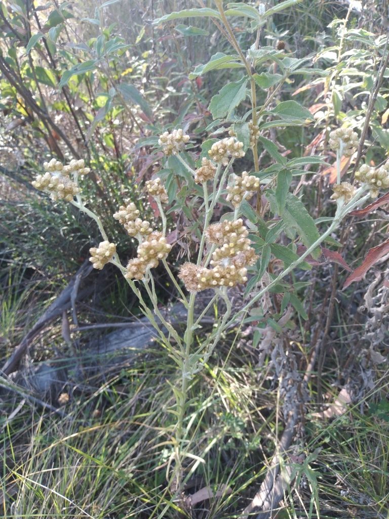 Pseudognaphalium cheiranthifolium, photographed by Alfredo F. Fuentes Claros