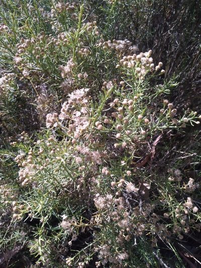 Baccharis boliviensis, photographed by Alfredo F. Fuentes Claros