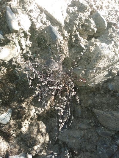 Argyrochosma nivea, photographed by Alfredo F. Fuentes Claros