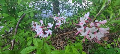 Rhododendron periclymenoides, photographed by Ana Ka'ahanui