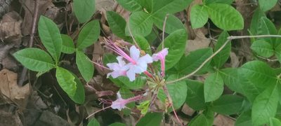 Rhododendron periclymenoides, photographed by Ana Ka'ahanui