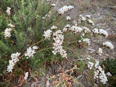Limonium sinuatum, photographed by Jacob Malcom