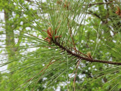 Pinus taeda, photographed by Bruce Slater