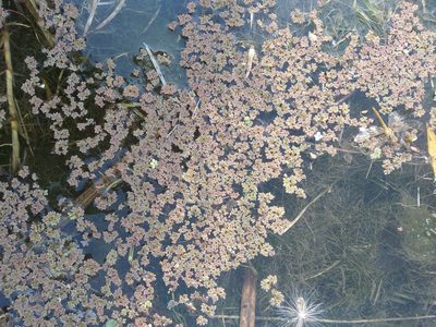 Azolla filiculoides, photographed by Alfredo F. Fuentes Claros