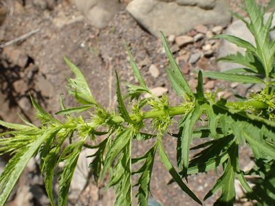 Datisca glomerata, photographed by George Williams